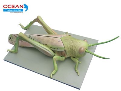 Mô hình châu chấu